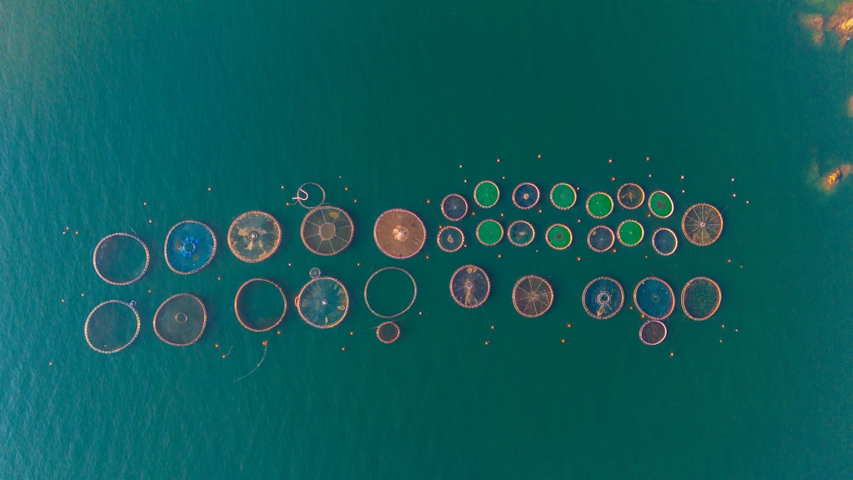 Circular fish farms in the ocean