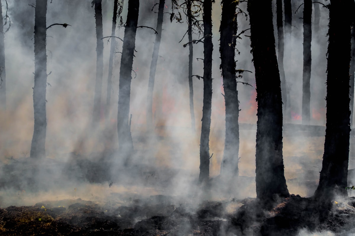 Wildfire Smoke Now Bigger Prenatal Threat Than Human Air Pollution