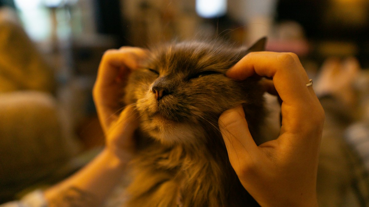 Someone is giving the cat a cheek massage