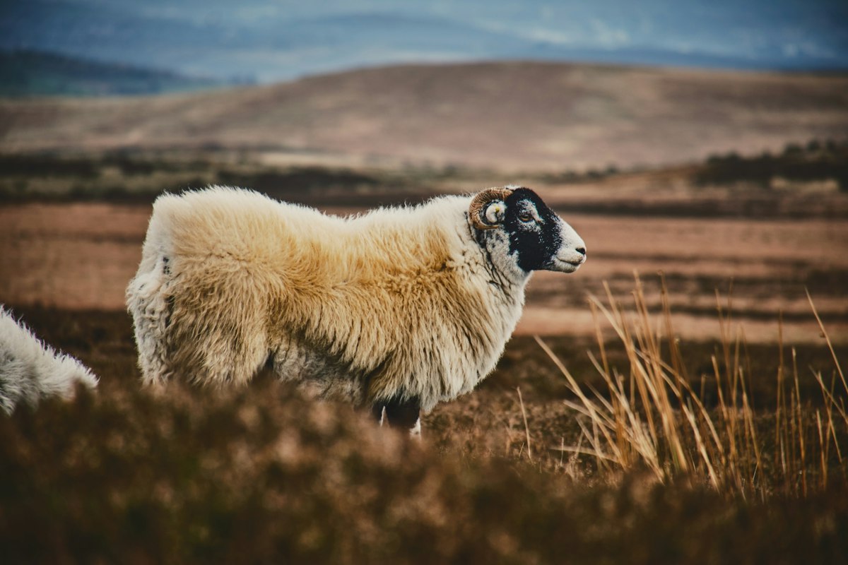 Has the UK passed peak sheep?