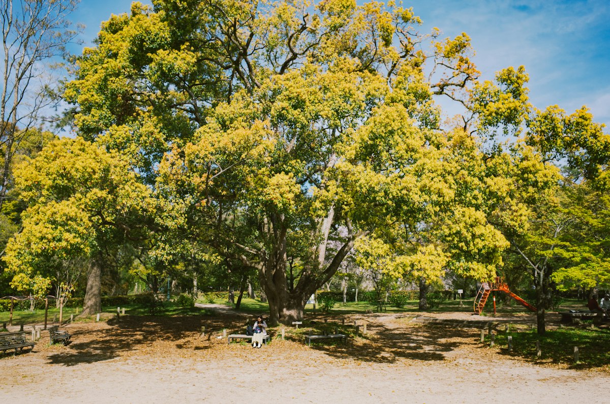 Large tree with lush green leaves in a park