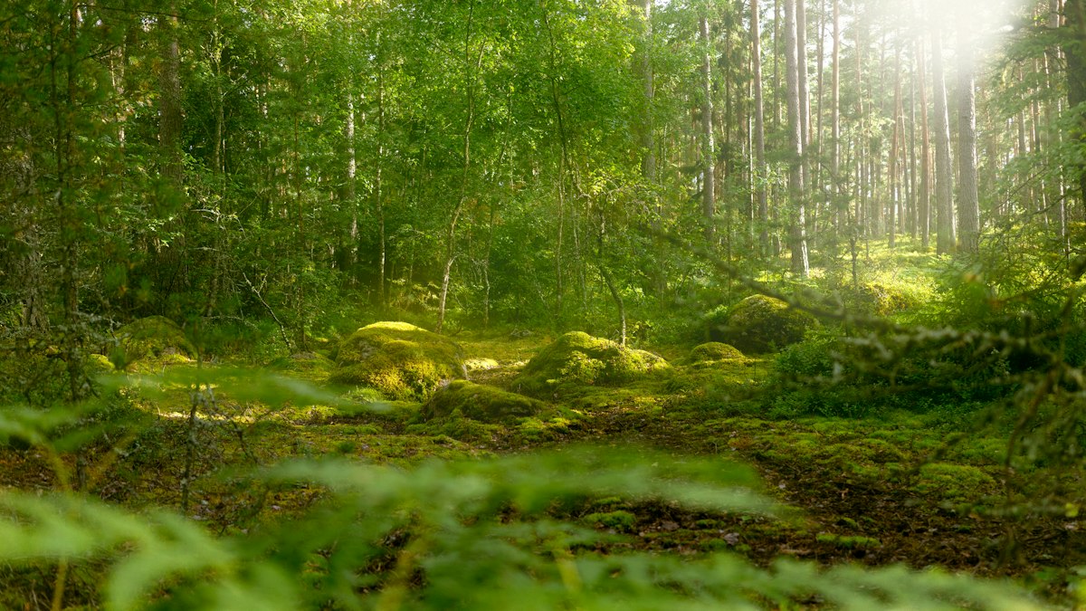 Sunlight filtering through tall pine trees onto mossy rocks in a forest
