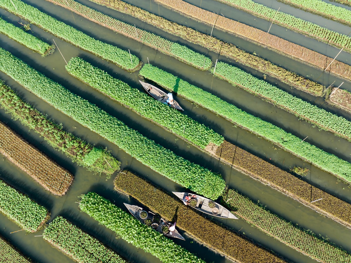 Farmed Salmon Omega-3 Levels Drop, USDA