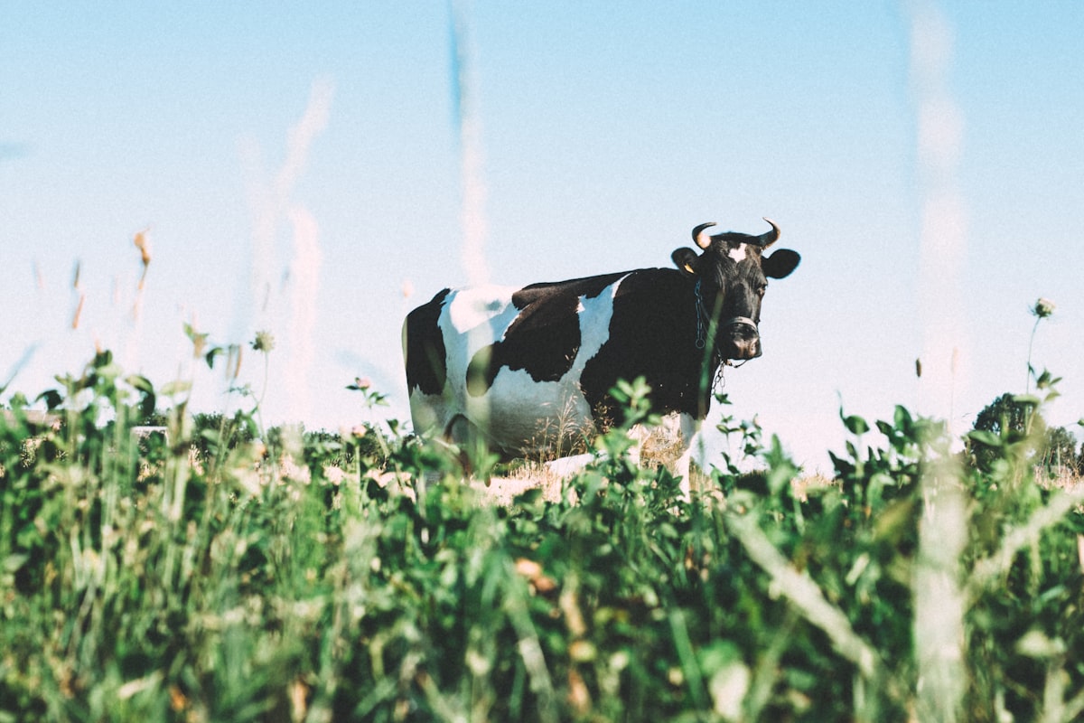 Raw Milk Industry Challenges Safety Regulations
