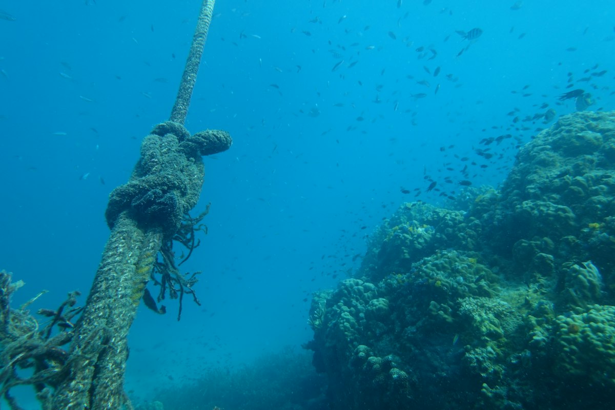 NOAA Puts Commercial Fishing Ahead of Conservation