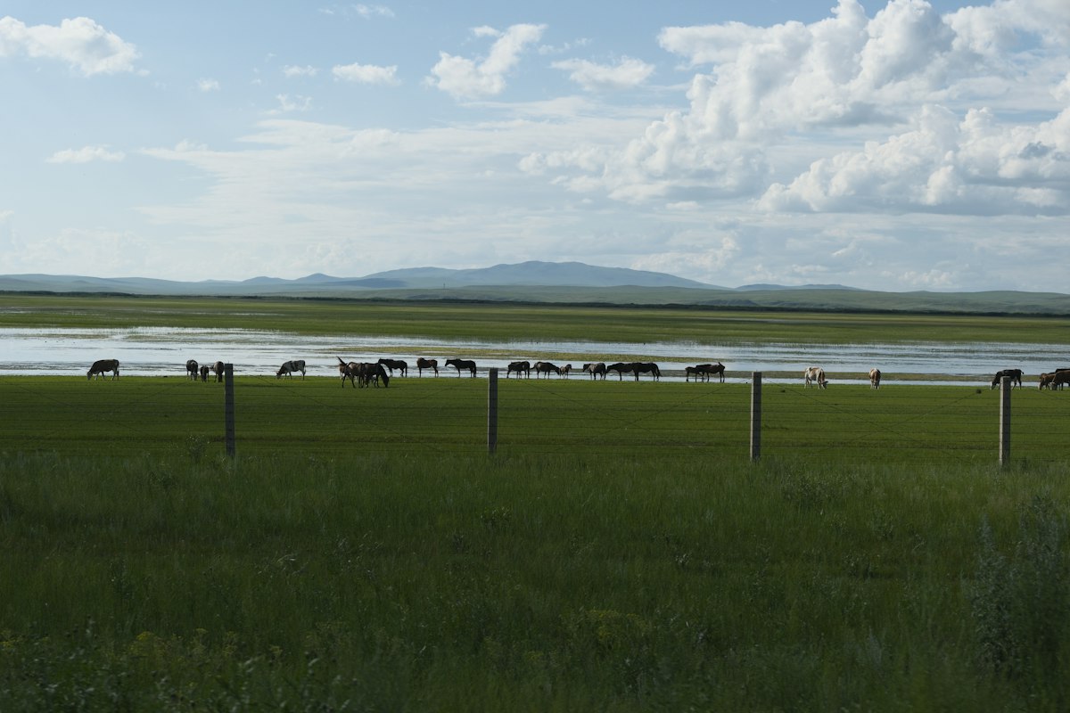 Cattle graze in a green field near water and mountains