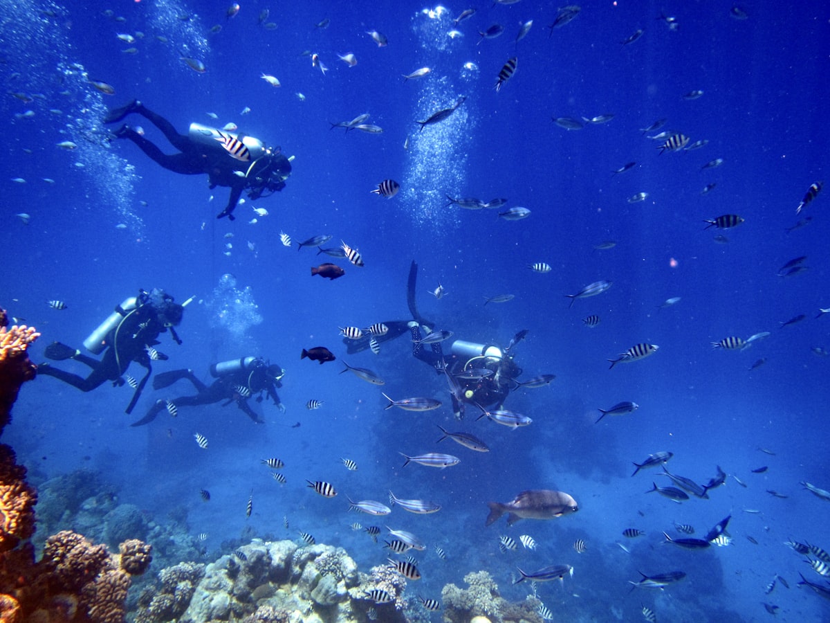 Scuba divers swim with a school of fish underwater.