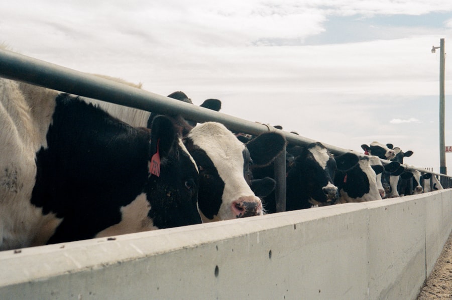 black and white cow on white concrete wall during daytime