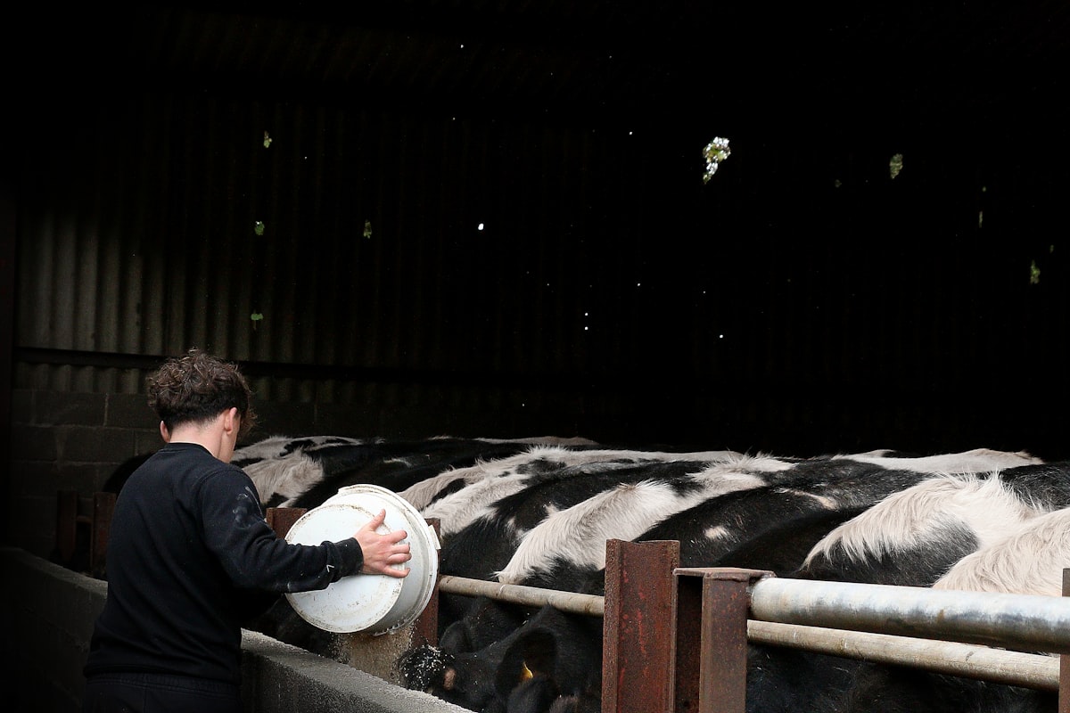 Farmer feeding cows in a barn